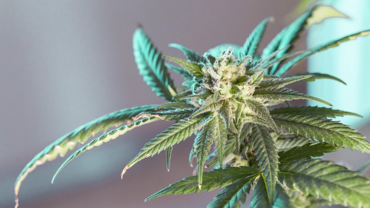 Съдят мъж от Варна, отлеждал марихуана и имал над 5 кг материал, готов за продажба 