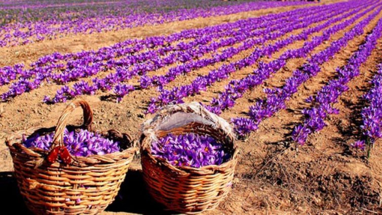 България произвежда най-добрия по качество шафран в света