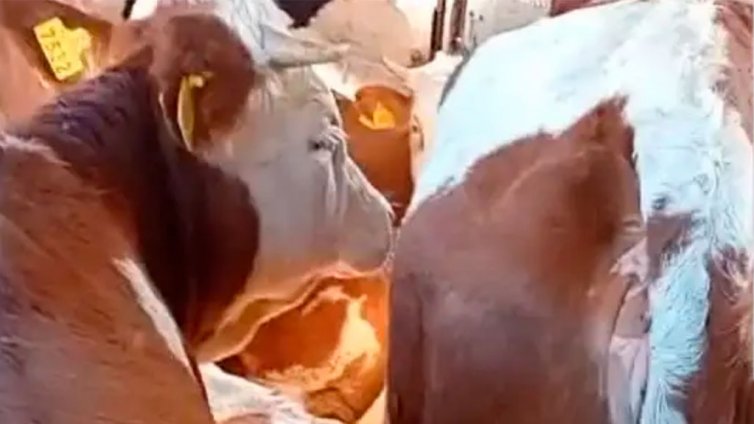 БАБХ установи 132 &bdquo;виртуални&ldquo; животни при проверки в Харманли
