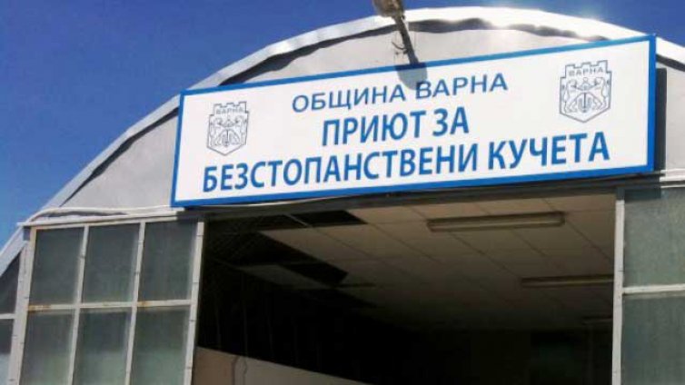 Трима кандидати за шеф на кучешкия приют