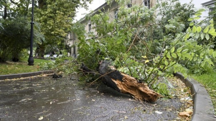 Рено пострада от паднало дърво в "Аспарухово"