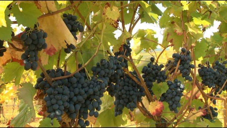 Земеделци: Няма кой да бере гроздето във Варненско