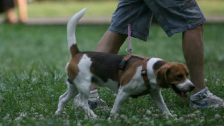 Общините да организират безплатно чипиране на домашните кучета