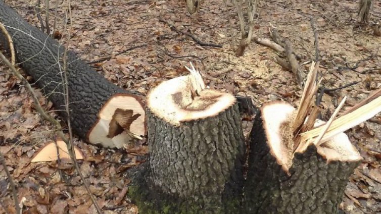 Роми бракониери нападнаха горски в община Самоков