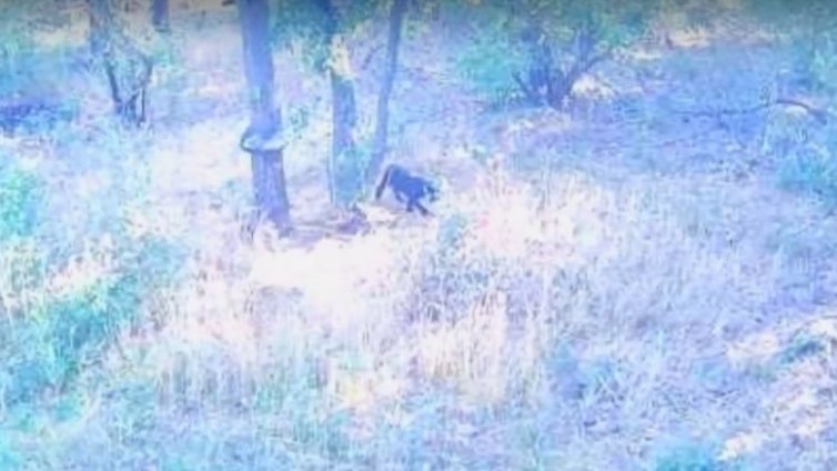 Съвет: Видите ли черния леопард, не му обръщайте гръб