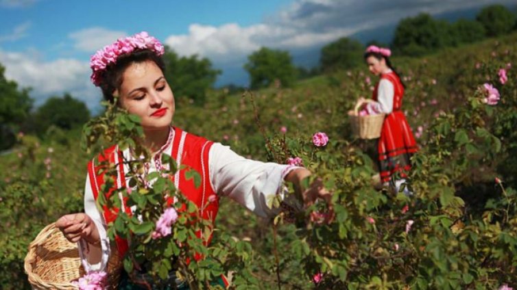 България все още е лидер в производството на розово масло