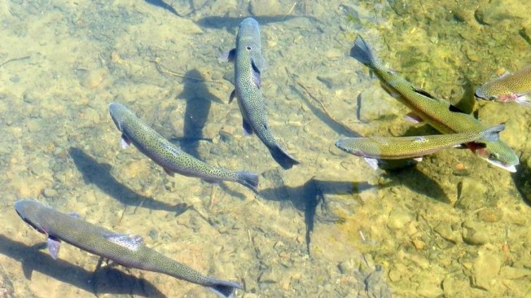 За първи път у нас отгледаха пъстърва в Черно море, рибата съжителства с миди край Каварна