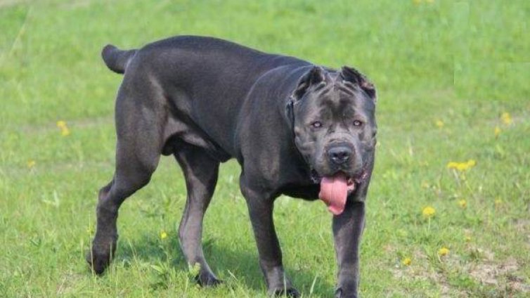 Пет домашни кучета нападнаха и убиха 39-годишен мъж