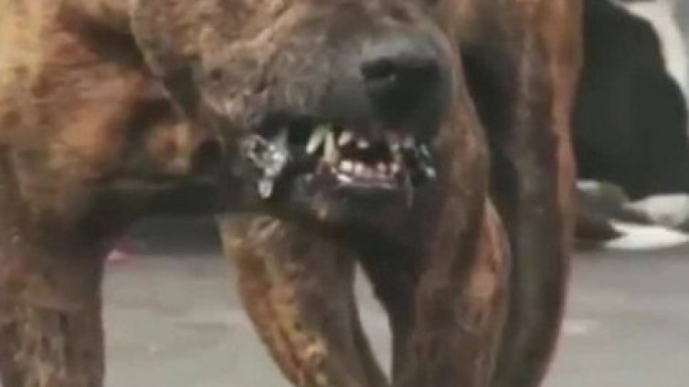 Жители на "Виница" се оплакаха от агресивно безстопанствено куче