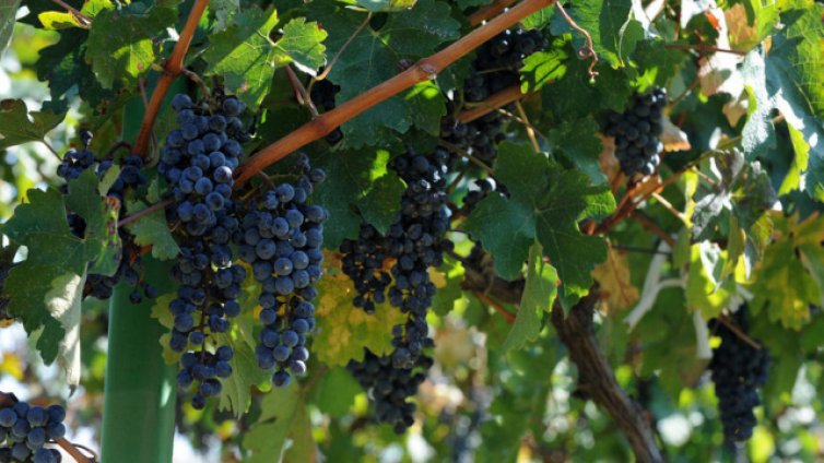 Подпомагат с 1 млн. лв. производителите на грозде