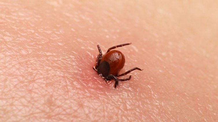 Кърлежи тормозят варненци дори и през зимата