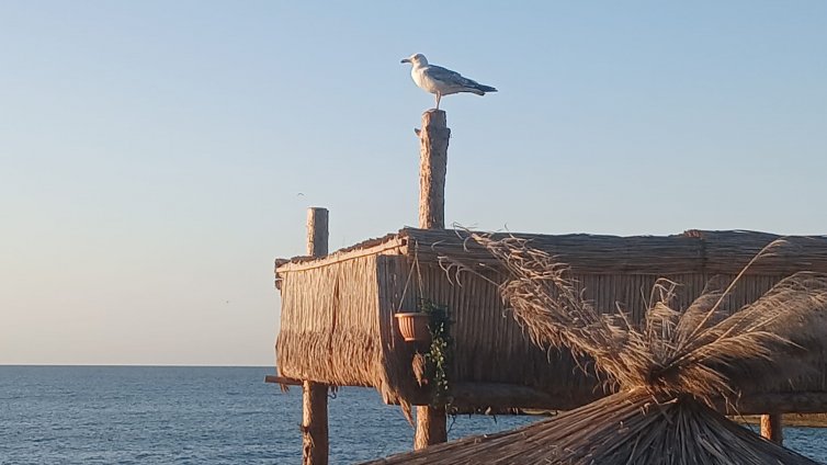 Какво ще бъде времето в понеделник?