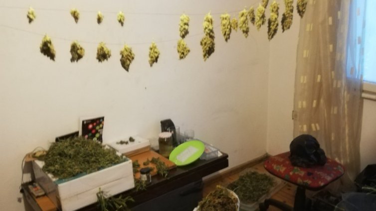 Разбиха оранажерия за канабис във Варна