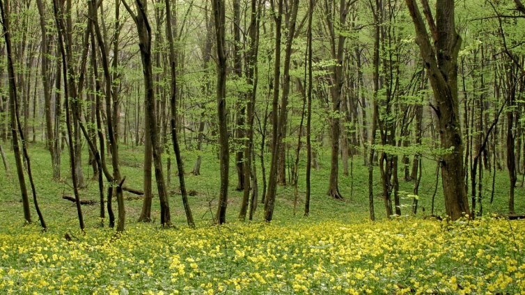  Спряна е сечта по всички позволителни за сеч, издадени след 25.10.2014 г. 
