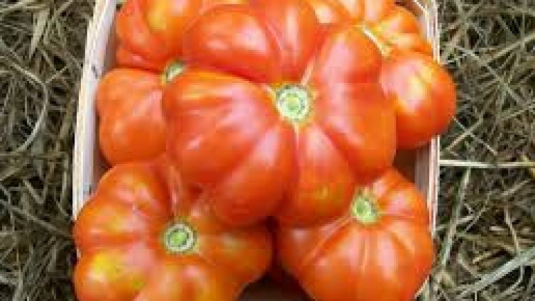 Виц на деня - 17 януари