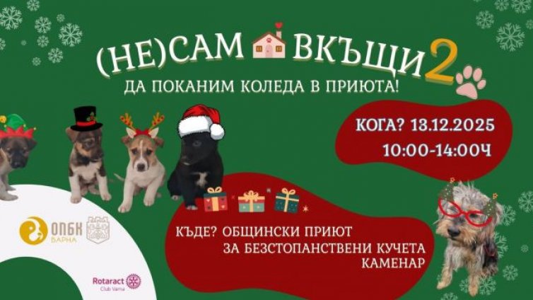 Днес приютът в Каменар организира коледна инициатива за осиновяване на кучета