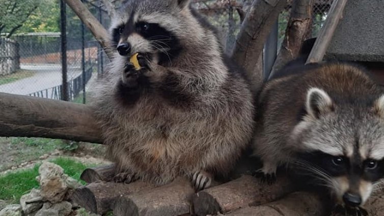 Всеки ден е Никулден във Варненския зоопарк