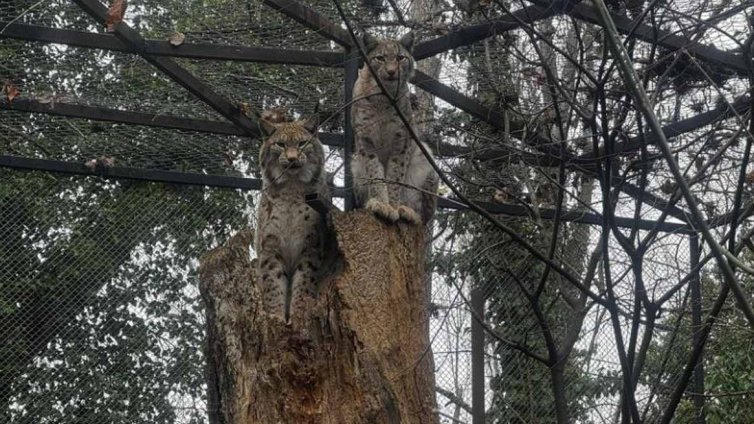 Ето коя е &bdquo;Двойка на годината&ldquo; в зоопарка във Варна