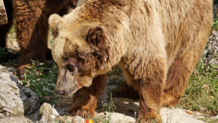 9 мечки и мече бродят на Витоша