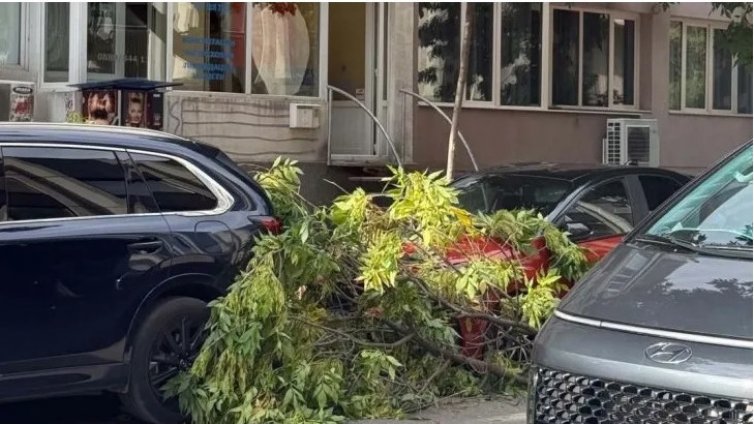 Агроном: Няма достатъчно специалисти за поддръжка и премахване на опасни дървета във Варна