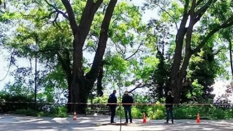 Мъжът, върху който падна клон в Морската, остава с опасност за живота