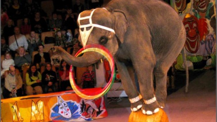 Социалнослаби варненци ще гледат безплатно цирк