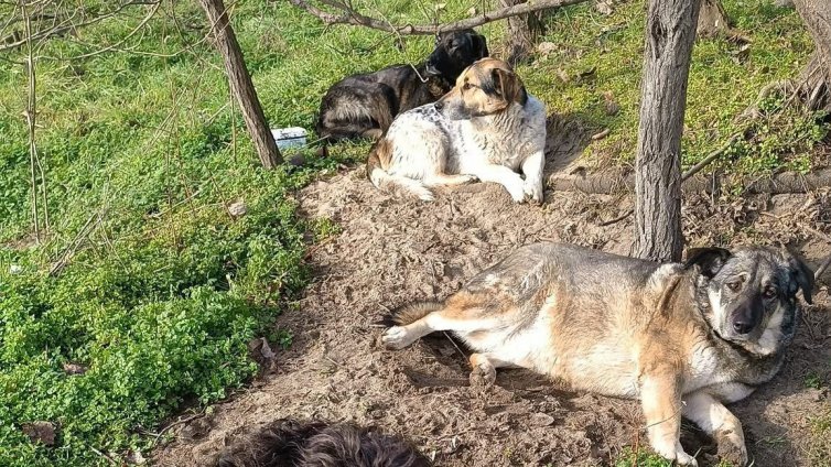 Улични кучета спасили от пожара треньора на "Фанагория"