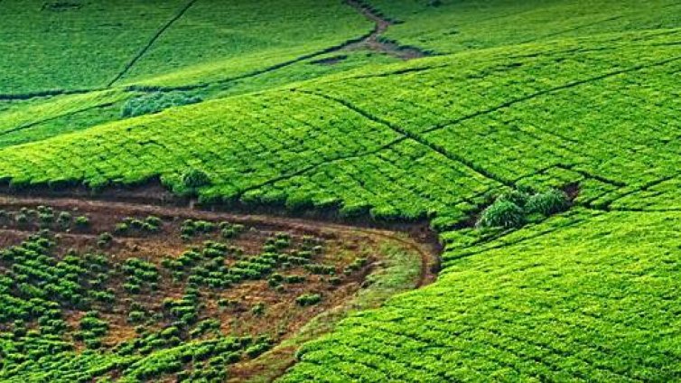 Фермерите да се обединят в 21 браншови организации предвижда законопроект