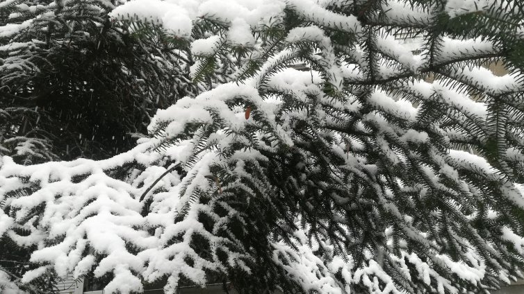 На много места в страната вали сняг