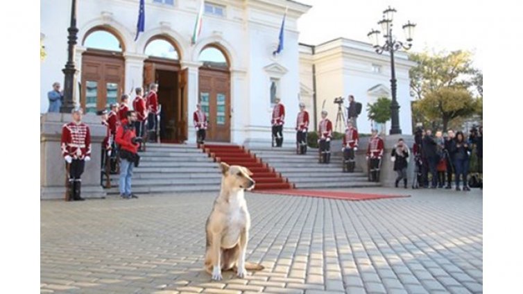 Скандално! Осиновителят на кучето (депутат) Фернанда с клипче как шмърка