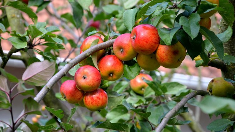 Климатични беди „изядоха“ ябълките в Европа
