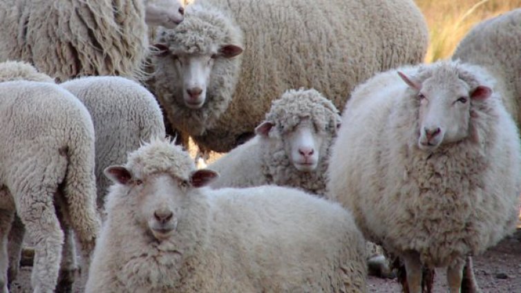 Увеличават се огнищата на „син език” в страната