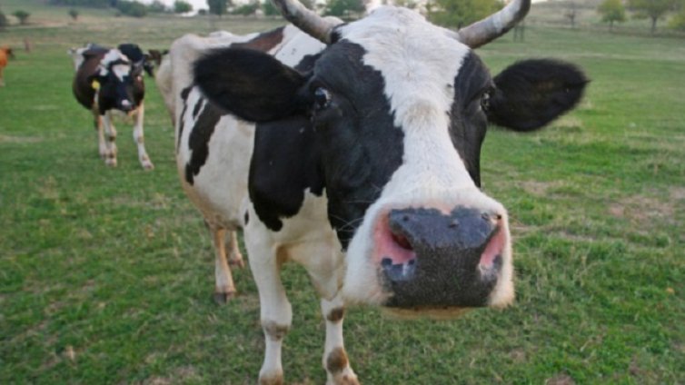 Конфискуваха крава край Търговище