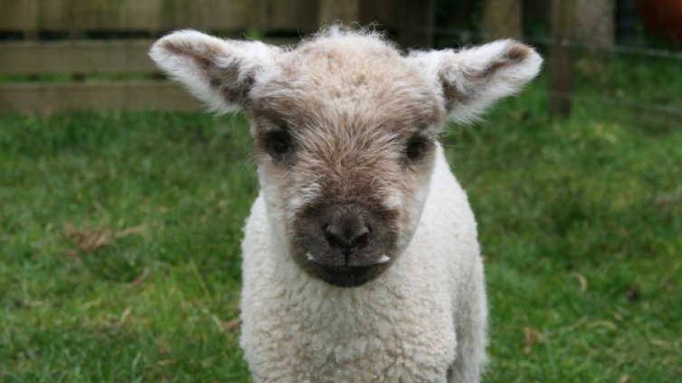 Овчари откраднаха агнета от чорбаджии