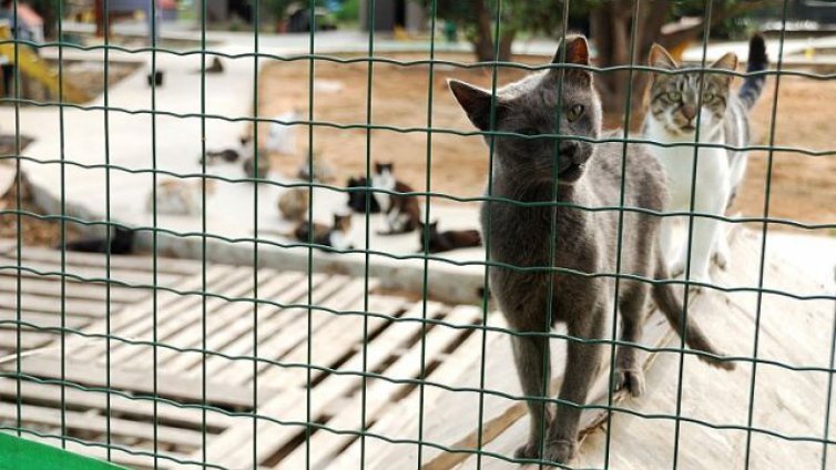 Котешки приют отваря врати в Пловдив