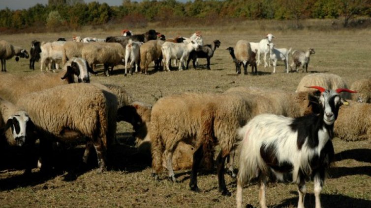 Нова мода: Крадат овце на поразия!