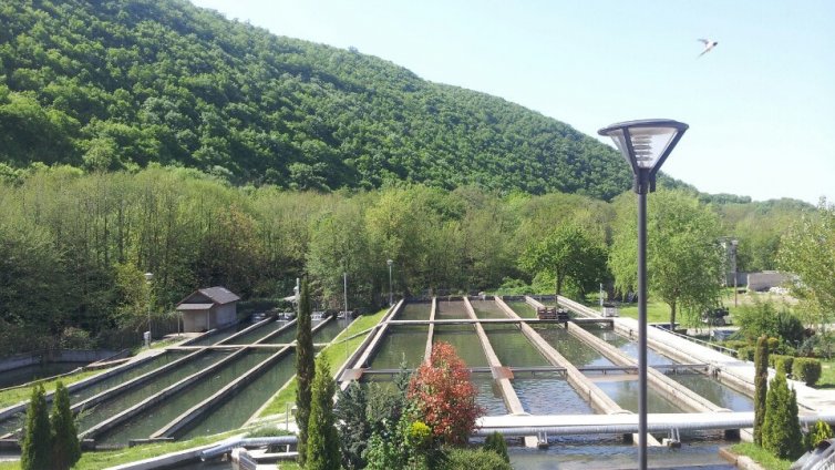 Цената на рибата скача от таксата за течаща вода