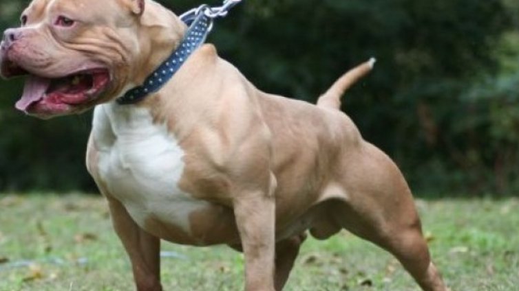 Озверял питбул нахапа стопаните си