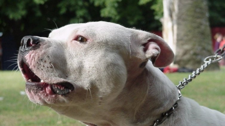 Питбул отхапа лицето на случаен минувач