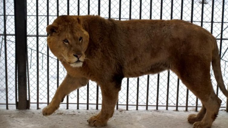 Лъвица избяга от клетката си в зоопарка