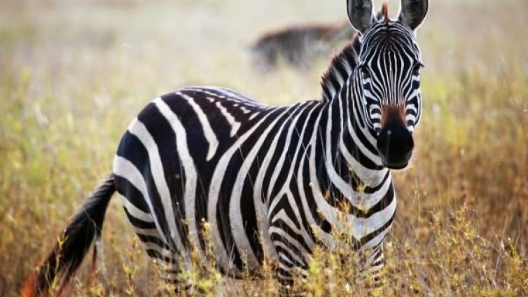 Виц на деня - 17 април