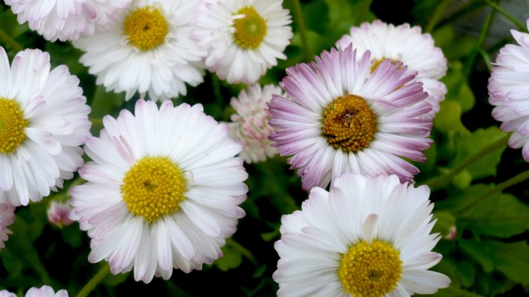 Кръщават децата Дейзи и Джасмин, вместо Маргарита и Жасмина