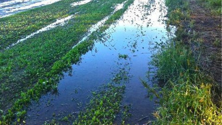 Пороят унищожи земеделски насаждения във Варненско
