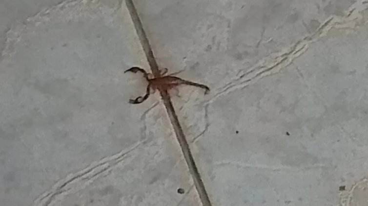 Паника! Нашествие от скорпиони в роден черноморски град (СНИМКИ)