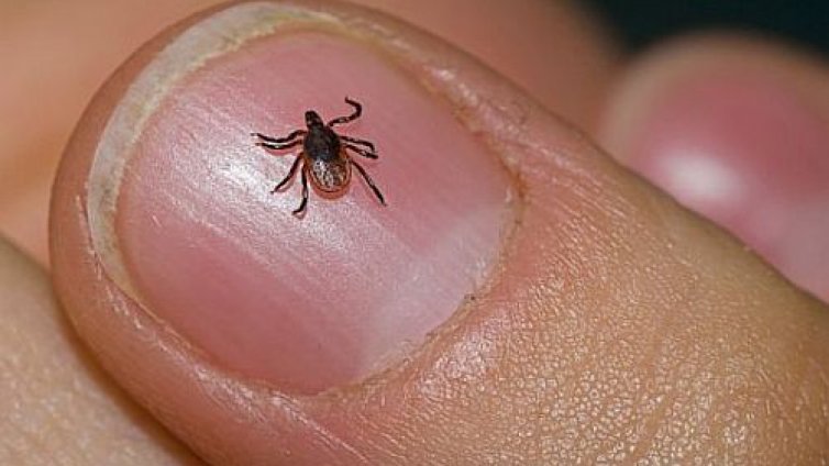 Трима се разболяха от Лаймска болест във Варна за седмица
