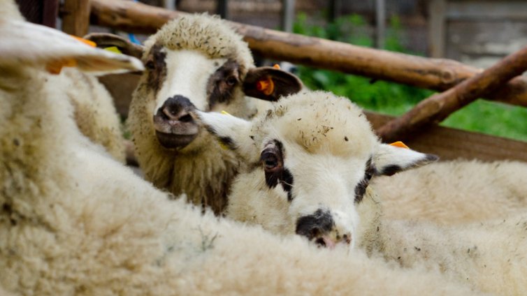 ЕС ще поеме 75% от обезщетенията заради чумата в с. Шарково