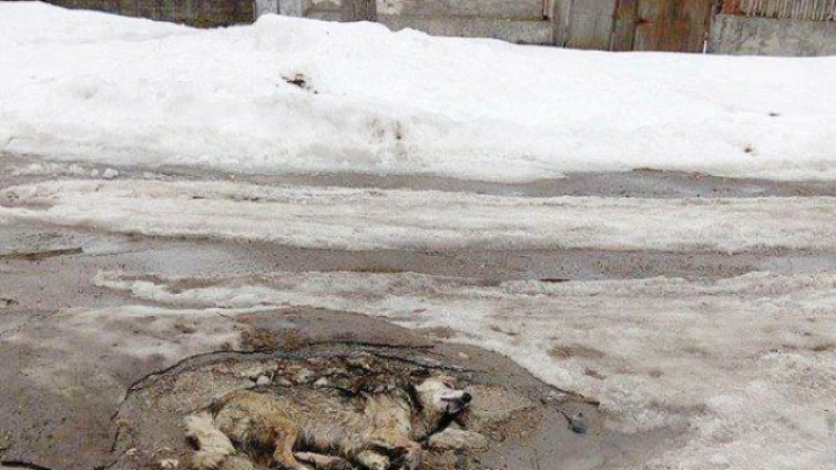 Разследват масово убийство на кучета в Исперих