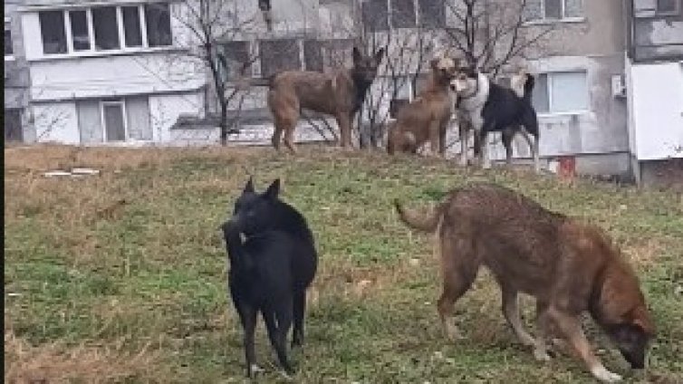 10 000 котки и около 2 000 кучета скитат из Варна
