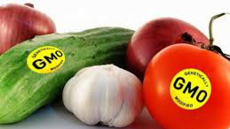 България отстоява позицията си срещу ГМО културите