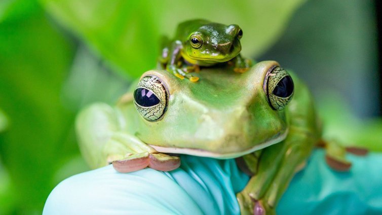 Виц на деня - 5 ноември 2020